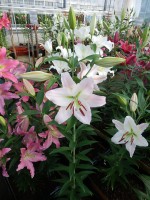 [5356 Spalding DJ No01.JPG]